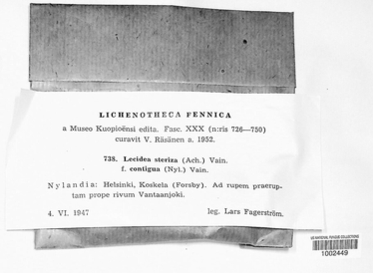 Porpidia macrocarpa image